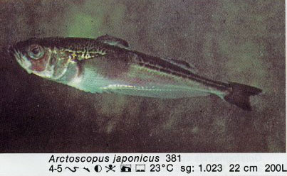 Arctoscopus japonicus